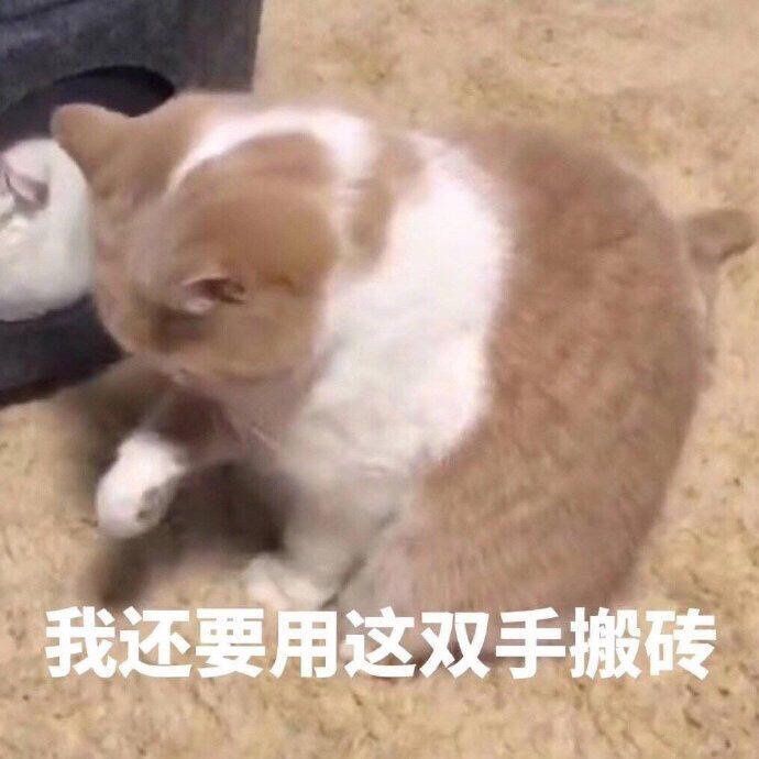 打工人语录大全：早安打工人表情包图片合集[多图]图片9