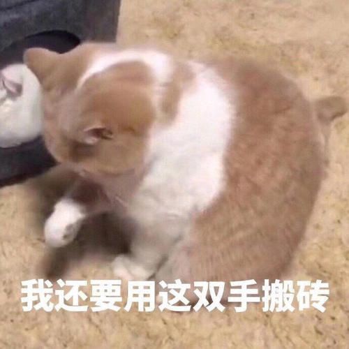 打工人语录大全：早安打工人表情包图片合集[多图]图片12